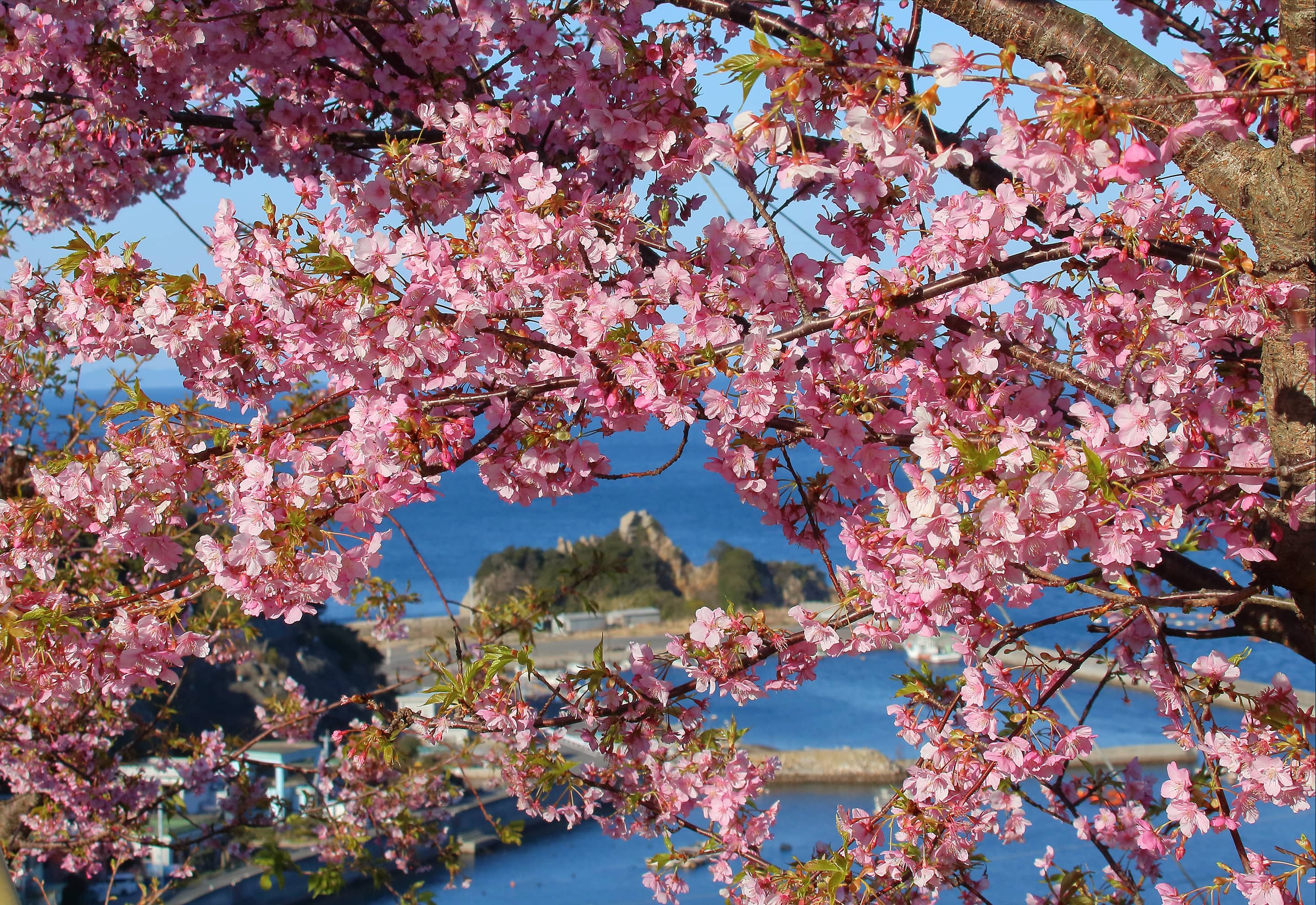 津久見の河津桜